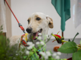 Portaria institui a presença de animais nas escolas