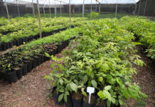 DF ultrapassa 218 mil árvores plantadas desde 2019 e amplia meta até 2027