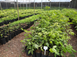 DF ultrapassa 218 mil árvores plantadas desde 2019 e amplia meta até 2027