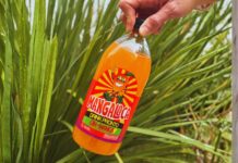 Pipa Drinks pode se consolidar como a bebida oficial do Carnaval de Brasília