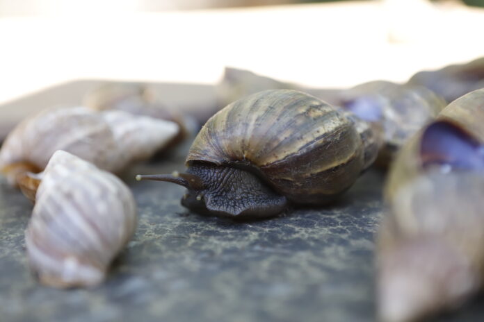 54501959653_4523189dfb_o