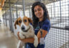 Cães resgatados pela Zoonoses aguardam há mais de um ano por um novo lar. Saiba como adotar