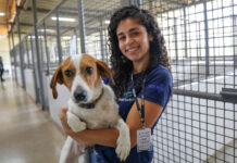 Cães resgatados pela Zoonoses aguardam há mais de um ano por um novo lar. Saiba como adotar